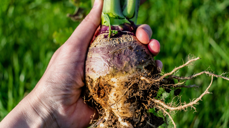 Hand holding freshly harvested rutabaga