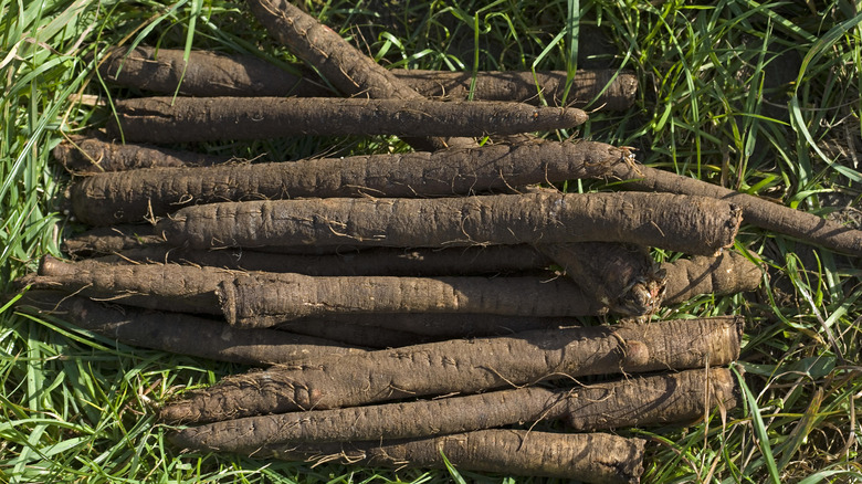 Recently harvested salsify lying in a garden bed