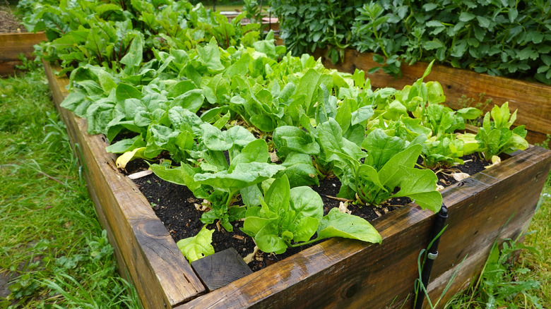 Harvest-ready spinach in a garden bed