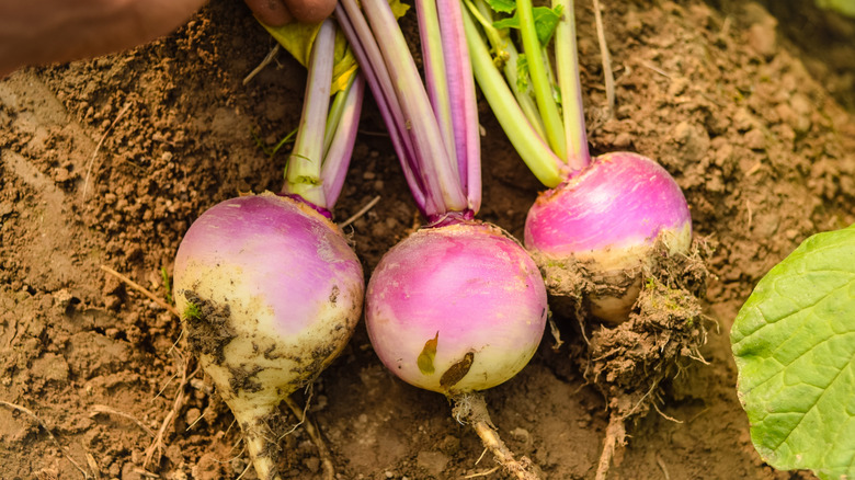 Hand holding harvested turnips