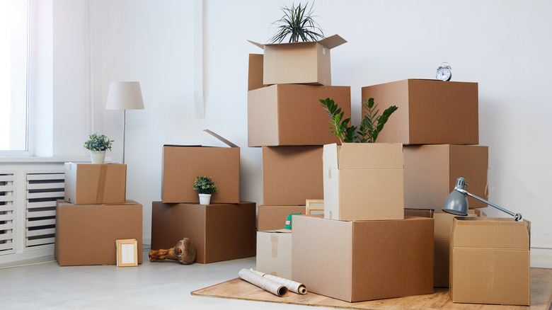 Cardboard boxes with plants 