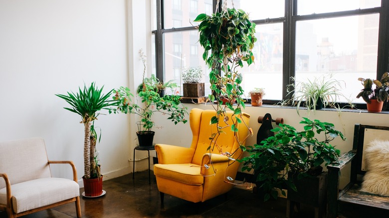 Lots of plants in apartment