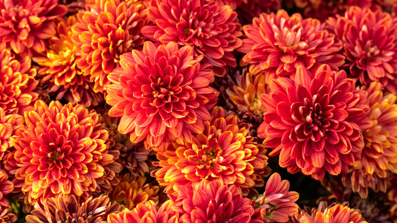 Orange chrysanthemums