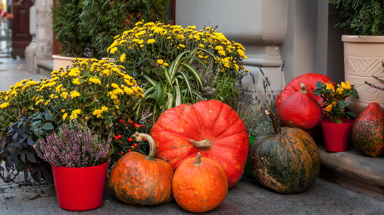 Pumpkins lining a path