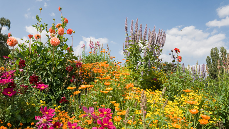 Wildflowers in bloom