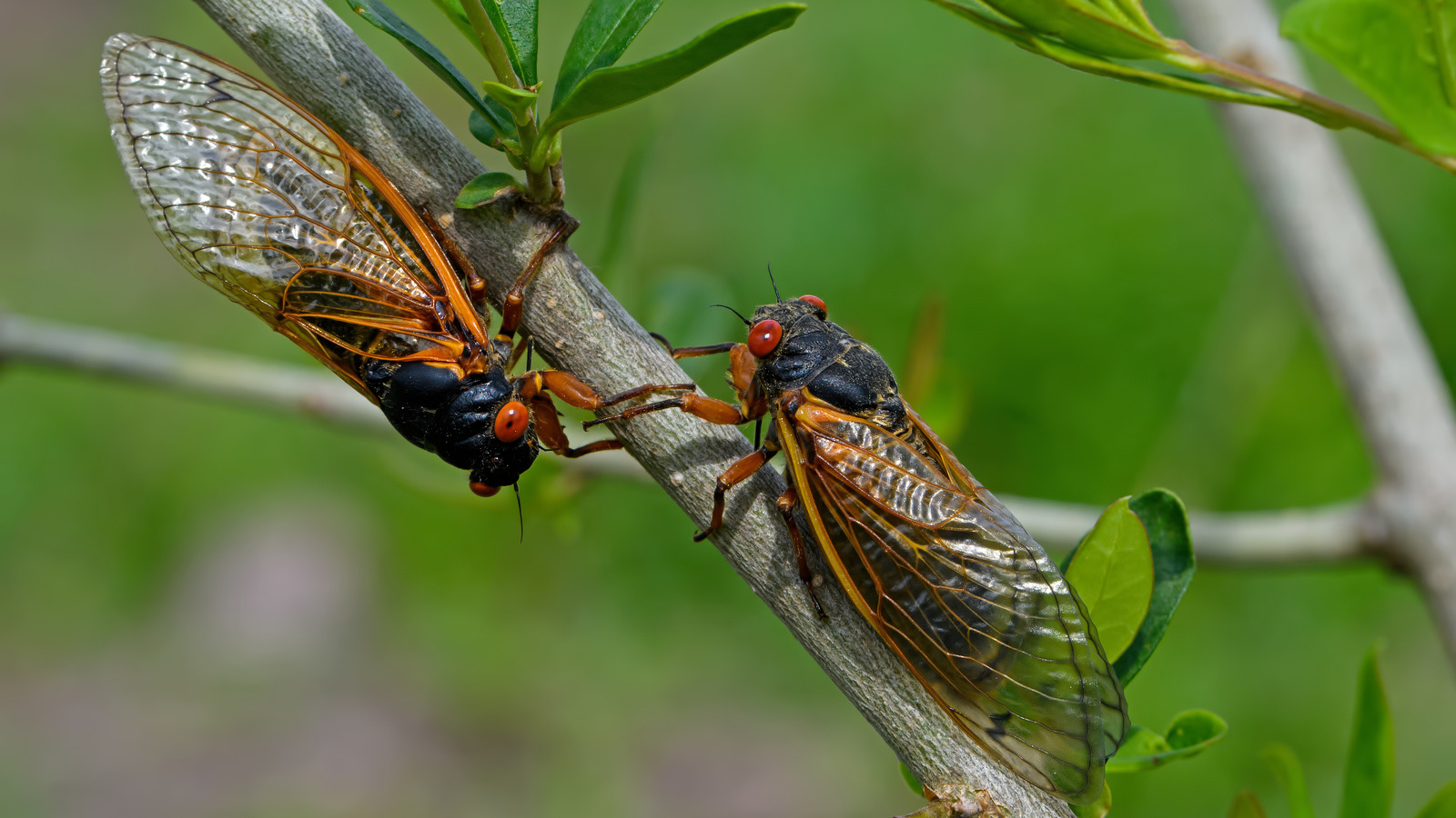 2024 Will Be The Year Of The Cicada. Here's How To Get Ready