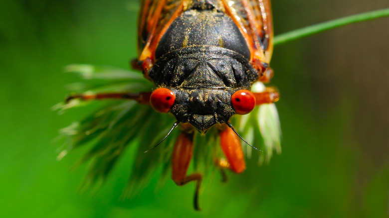 close up of a cicada