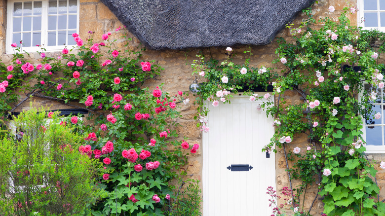 flowering arbor above door