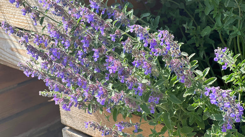 purple catmint blooming wooden box