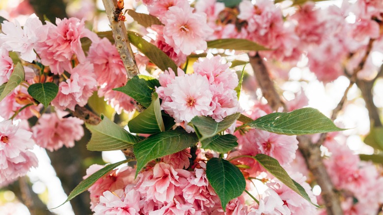 cherry blossom tree in full bloom