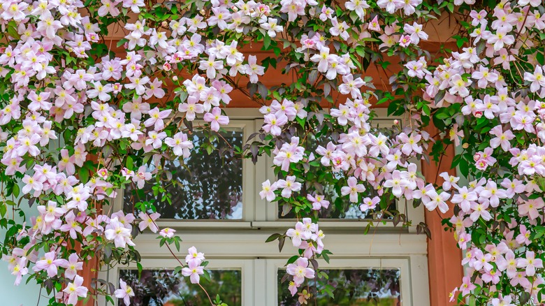 light clematis flowers blooming