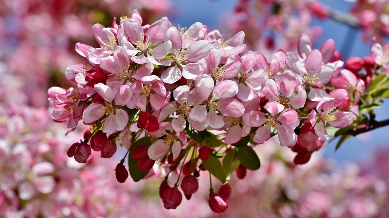 pink crabapple tree flowers closeup