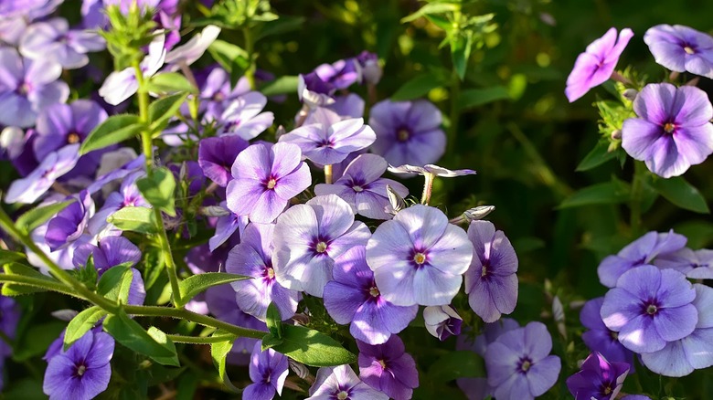 light purple creeping phlox garden