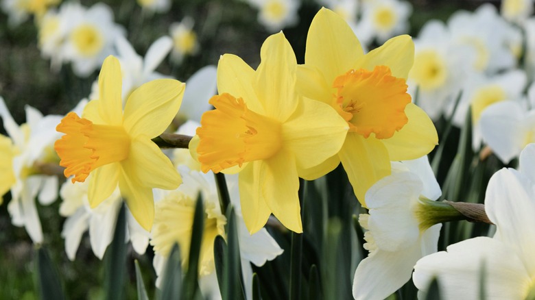 yellow and white blooming daffodils