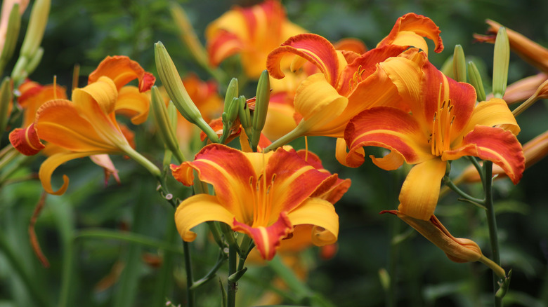 beautiful orange and gold daylily