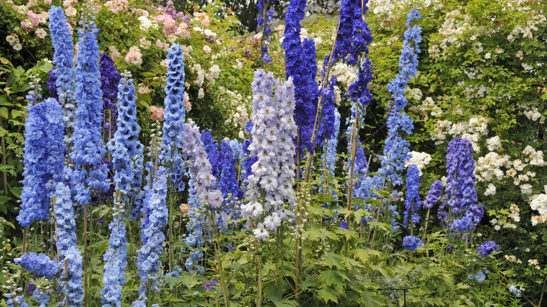 blue, purple delphiniums growing