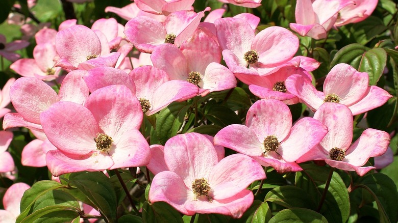 closeup of light pink dogwood flowers