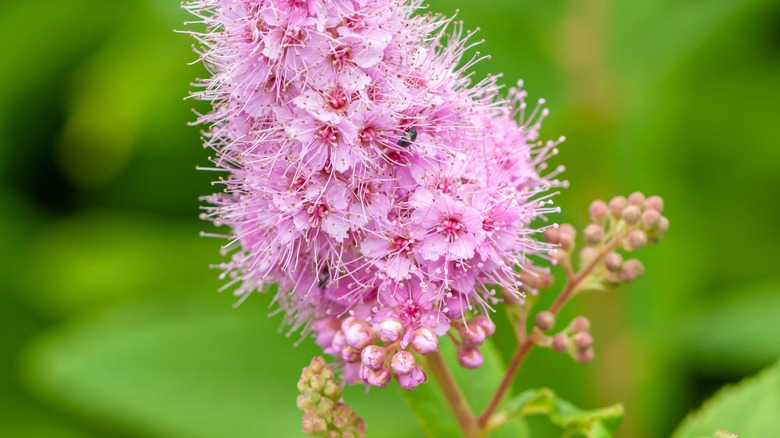 pink spirea bud and flower closeup