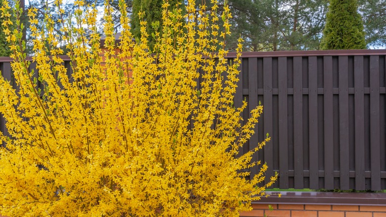 blooming forsythia with fence backdrop