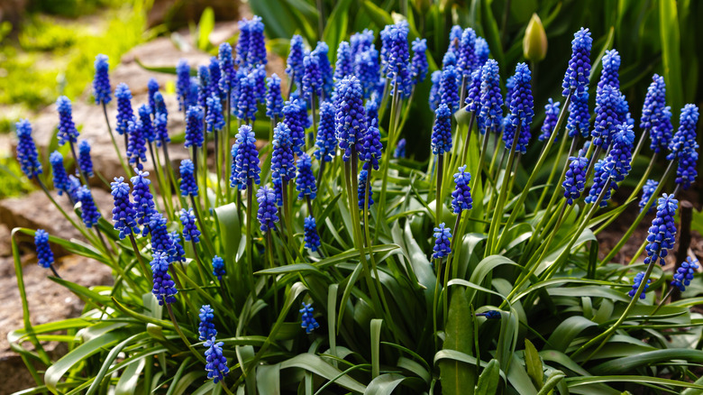 vivid grape hyacinths in spring garden