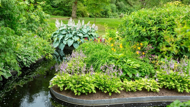 hosta garden lining manmade pond