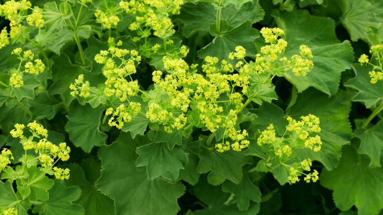 lady's mantle with light green and yellow coloring