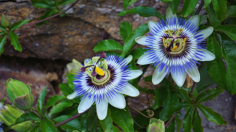 blooming multicolored passionflowers over rock