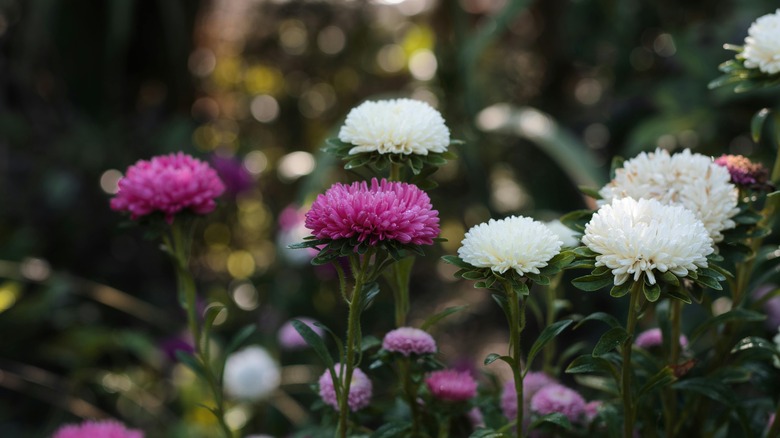 pink and white peonies