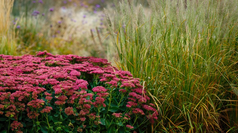 pretty pink sedums in fall garden