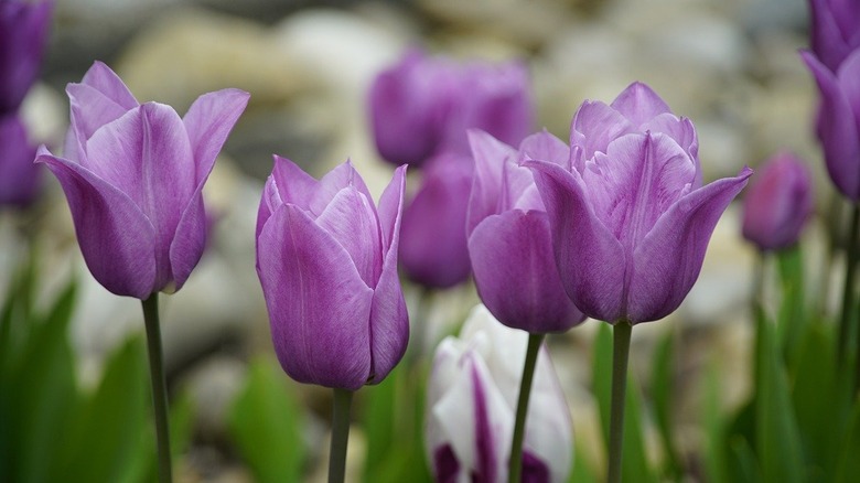 purple tulip flower closeup