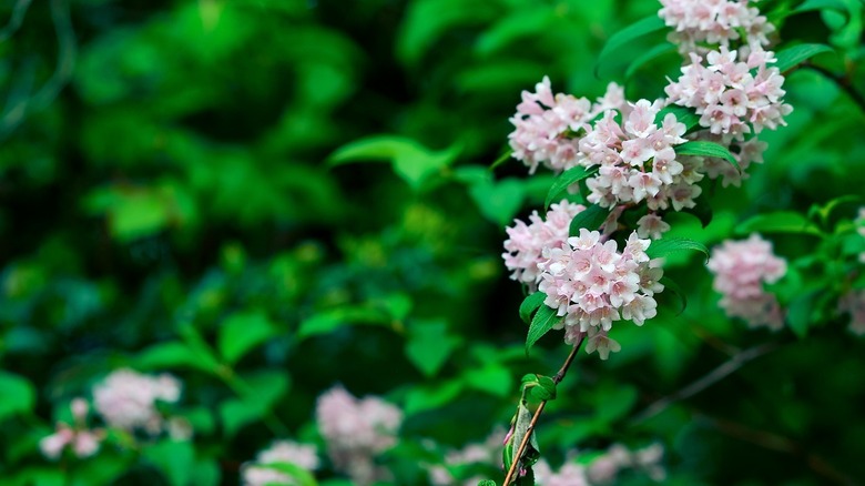 light pink weigala on dark foliage