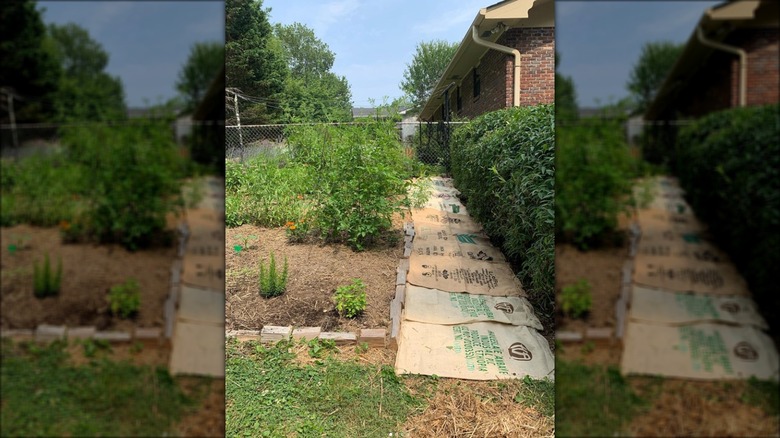 coffee bags in garden