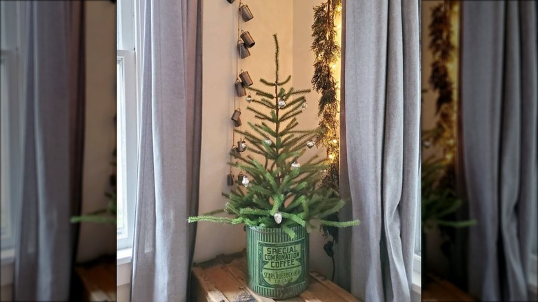 pine tree in coffee can