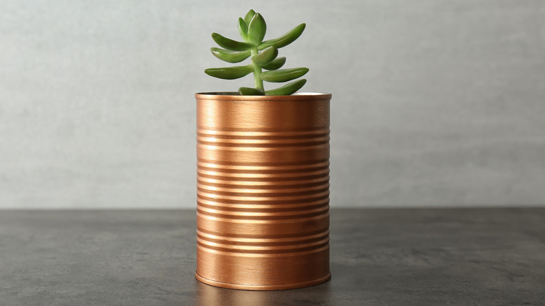 coffee can planter with succulent