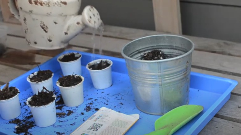 K-cup seedlings in plastic tray