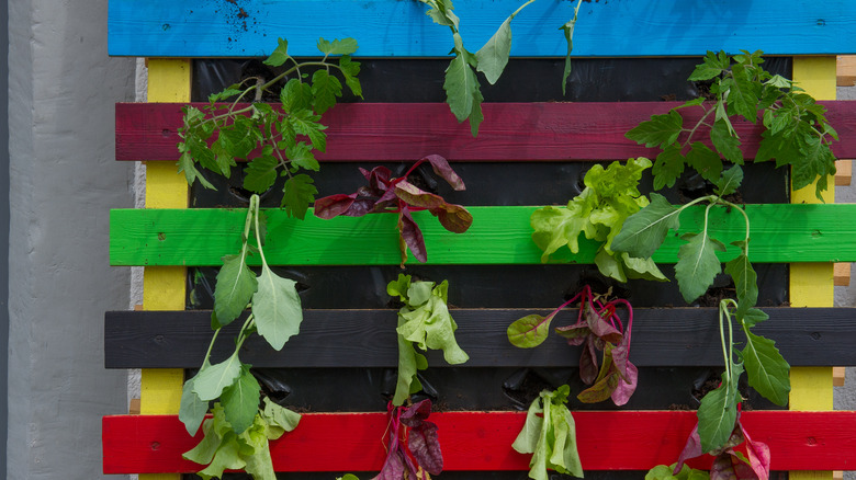 colorful painted pallet with plants