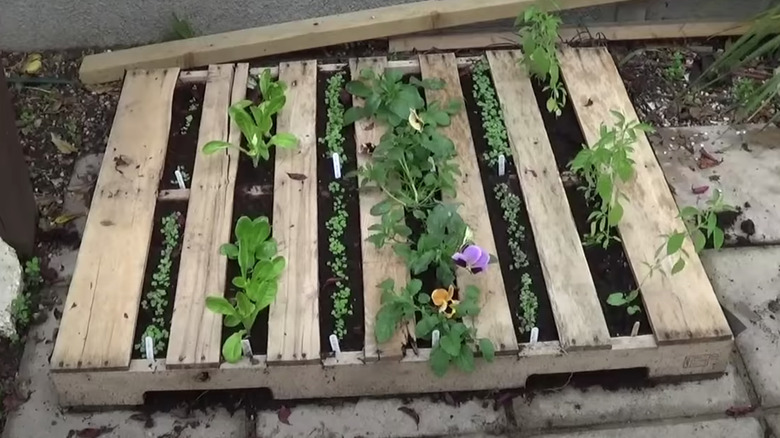 plants growing inside wood pallet