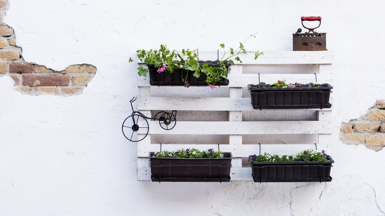 flower boxes on white pallet