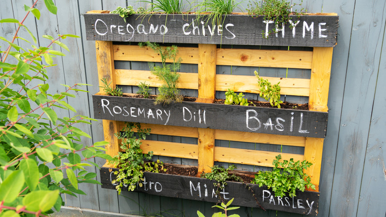 herbs inside hanging pallet holder