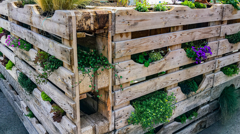 plants inside wood pallet wall