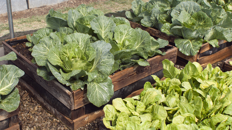 wooden pallets containing cabbage