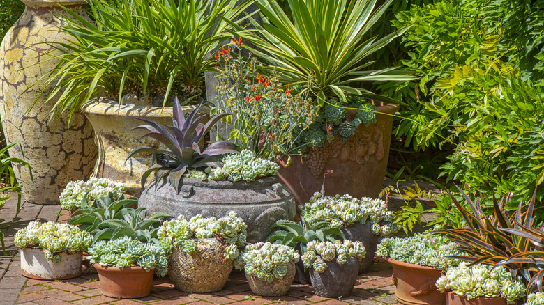 A succulent container garden on the edge of a paved patio.