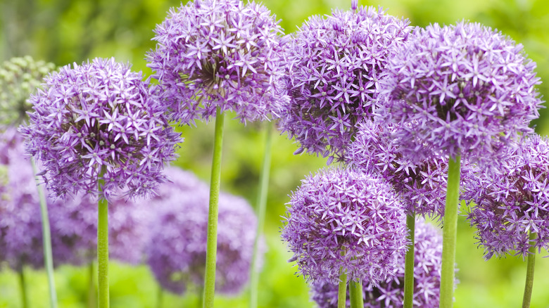 Purple allium