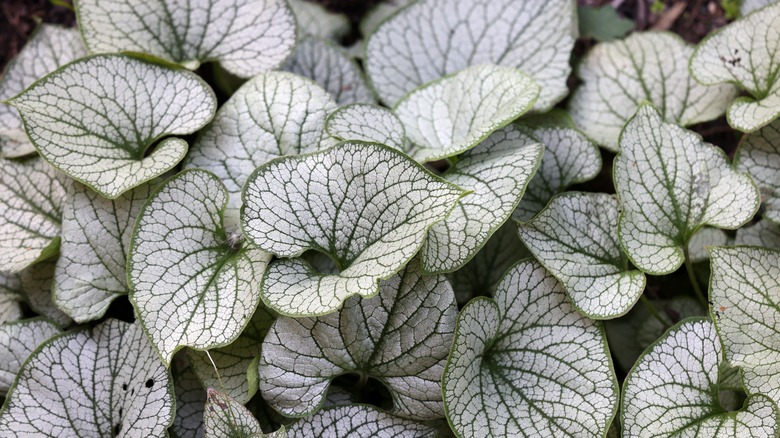 Brunnera "Jack Frost"