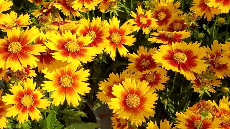 Multi-color Coreopsis