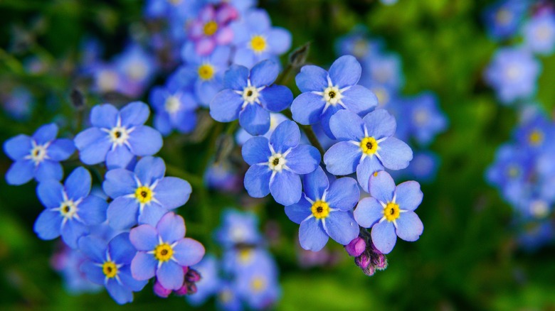 Forget-me-not