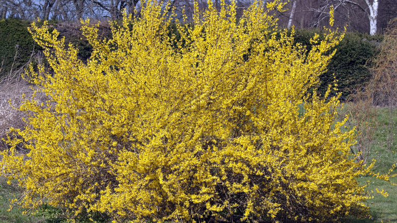 Forsythia bush