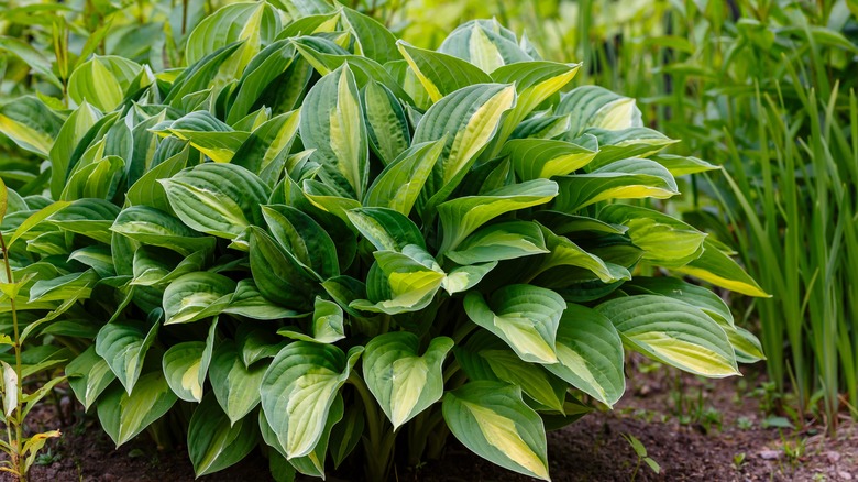 Hosta bush in garden