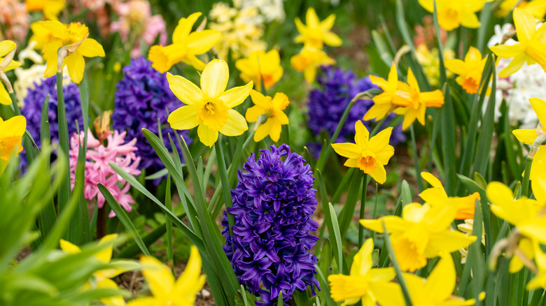 Hyacinths and daffodils