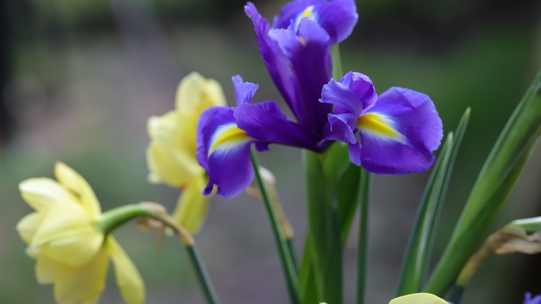 Purple Iris and daffodils